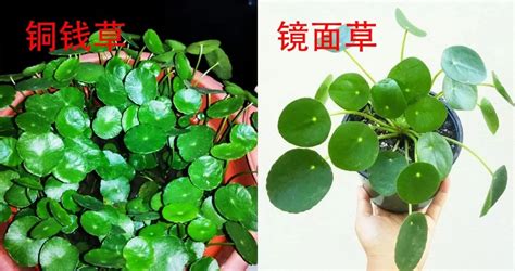 镜面草风水|2024最新风水,镜面草的风水作用（镜面草的风水作用与用途）,易。